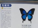 天堂凤蝶
