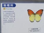 红翅鹤顶粉蝶