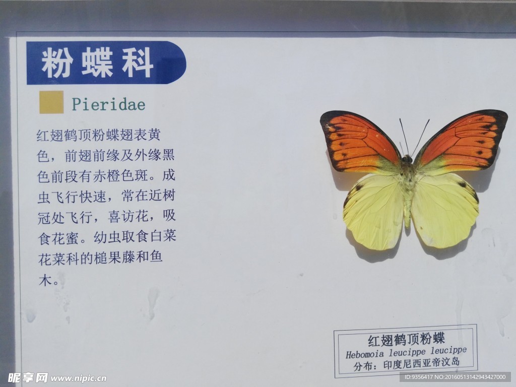 红翅鹤顶粉蝶