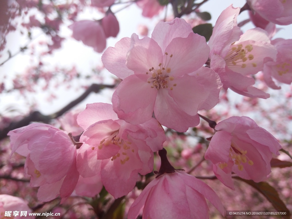樱花
