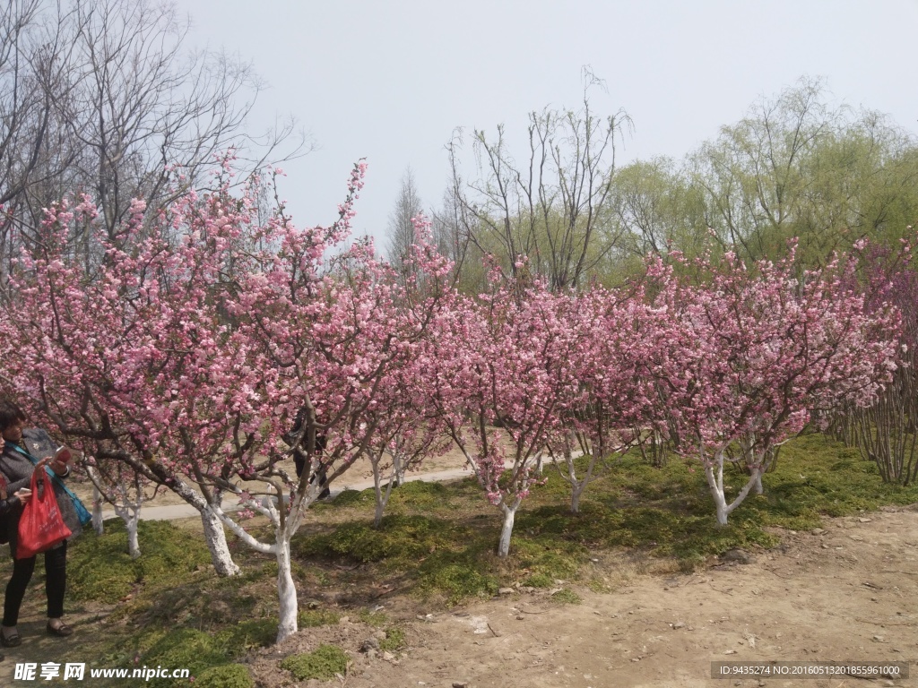 樱花树