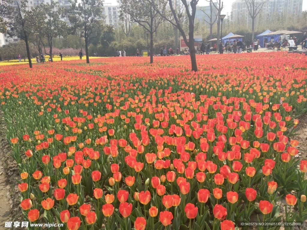 郁金香花海