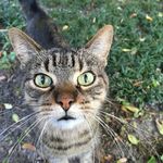 猫咪