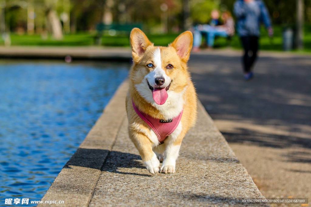 狗狗