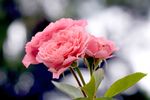 月季花