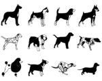 短毛犬