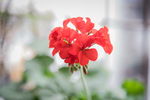 天竺葵花 花卉