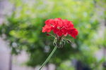天竺葵  花卉
