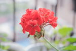 天竺葵 花卉