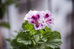 天竺葵花