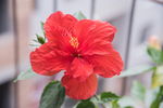 扶桑花 花卉