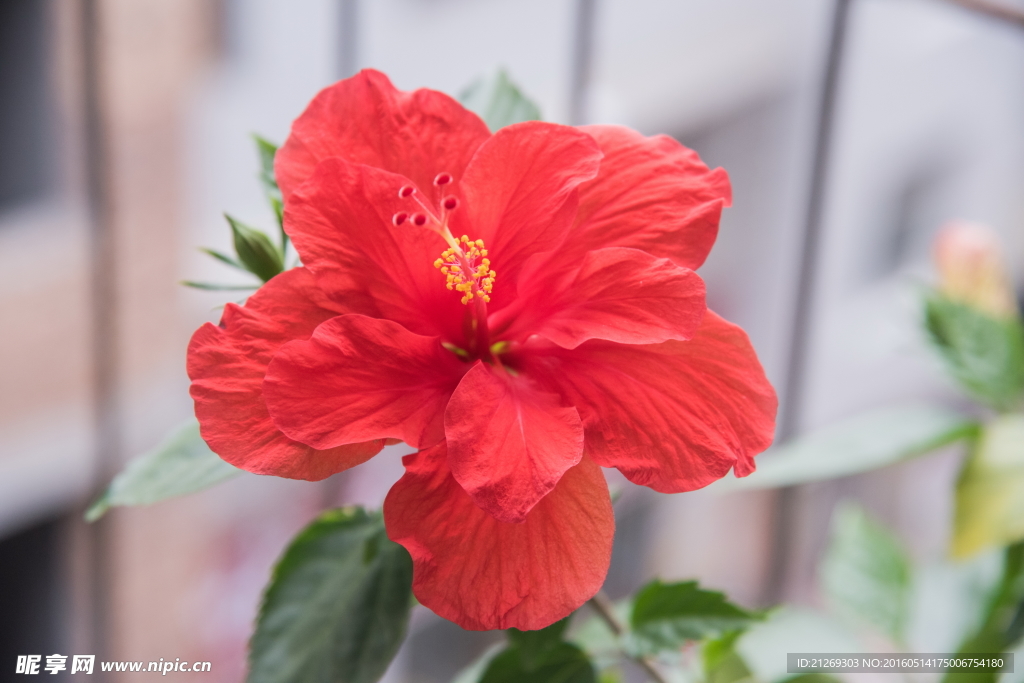 扶桑花 花卉