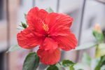 扶桑花  花卉
