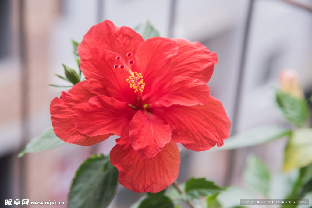 扶桑花  花卉