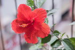 扶桑花  花卉