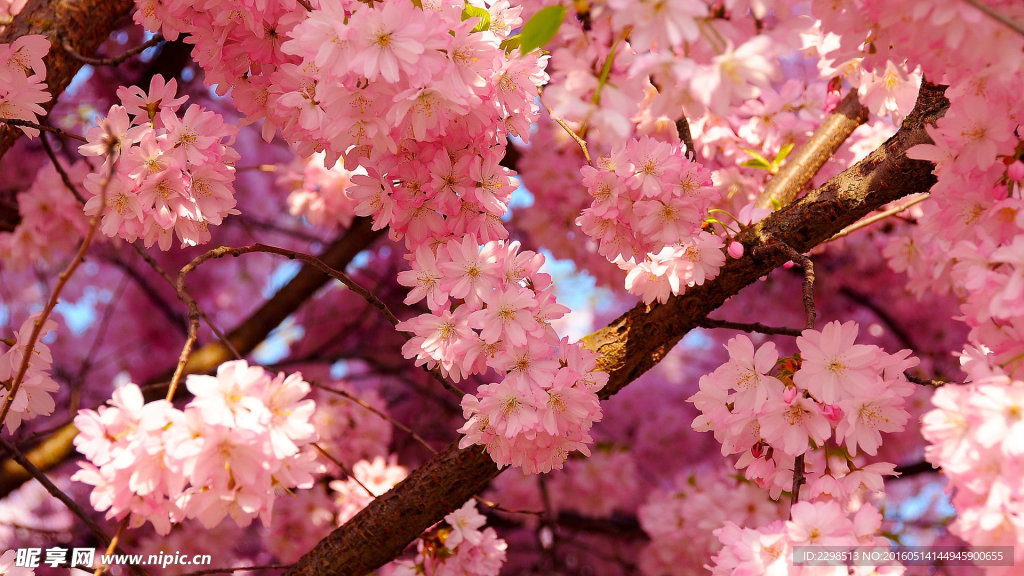 粉花