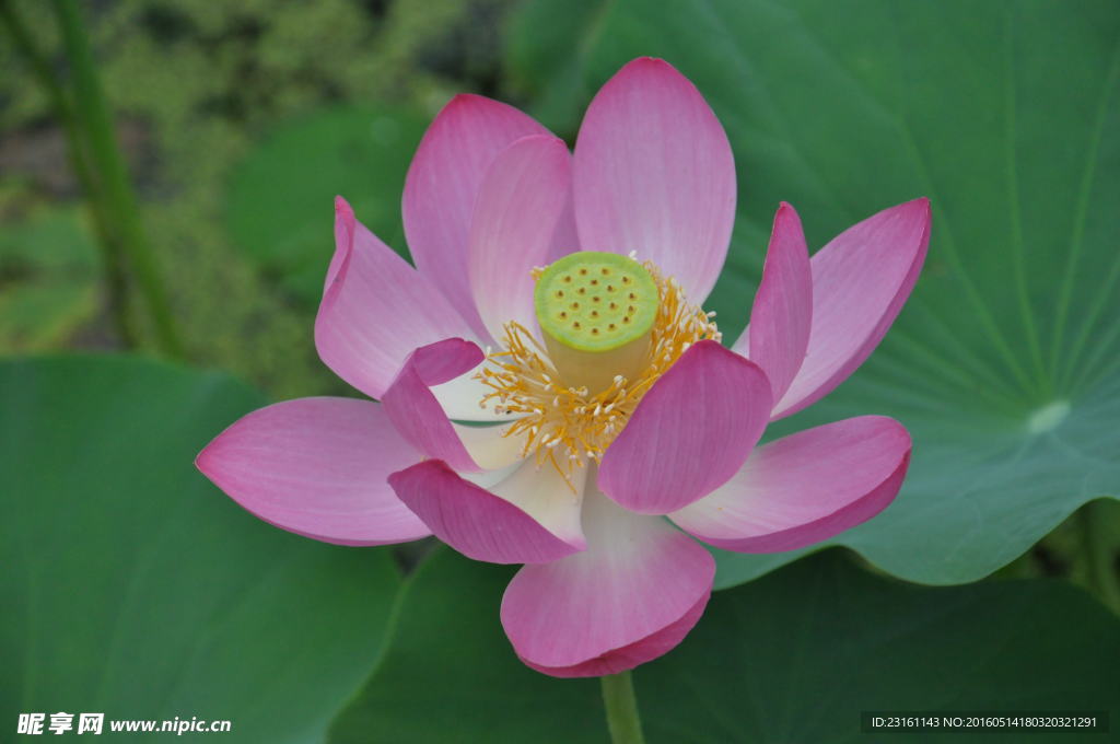 荷花