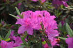 杜鹃花