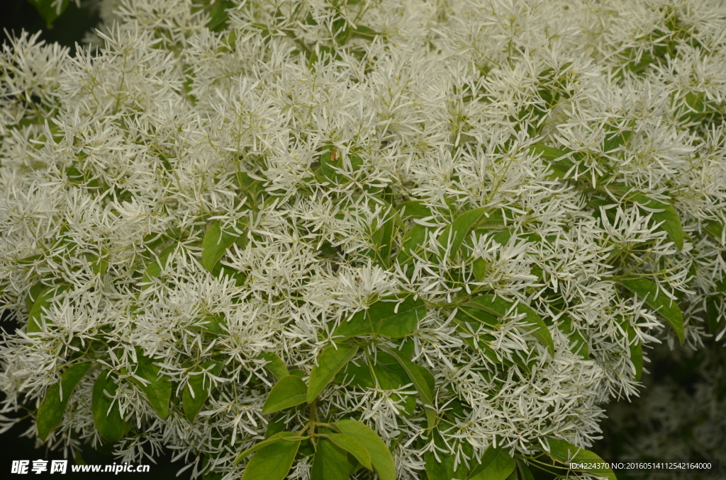 流苏树花