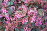 粉色 小花