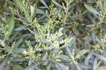 绿色 植物