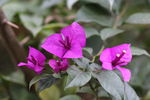 三瓣梅紫花