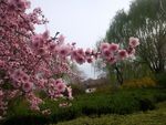 花儿