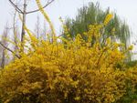 迎春花