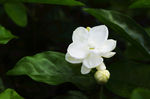 茉莉花