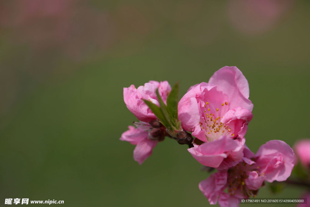 桃花