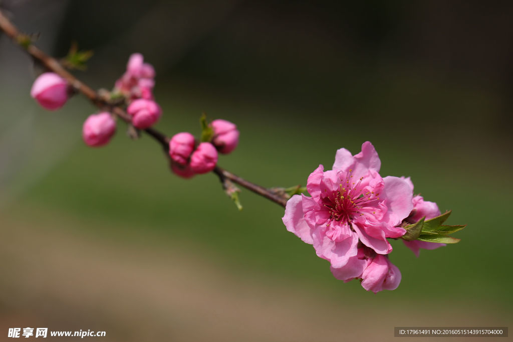桃花