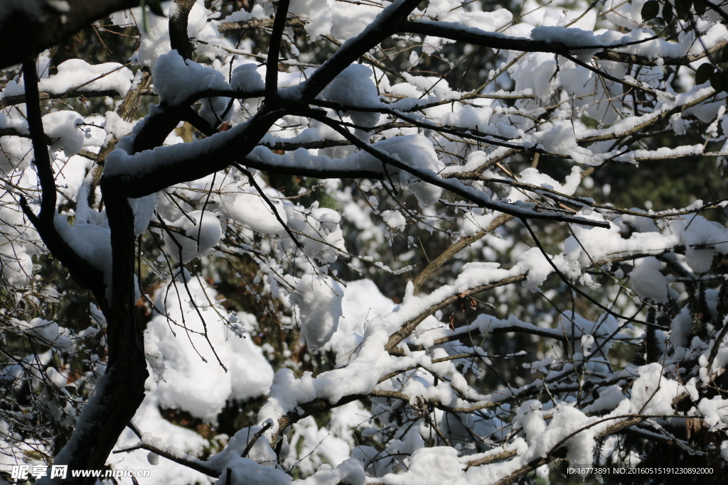 森林白雪