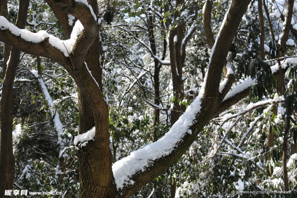 雪美人与树