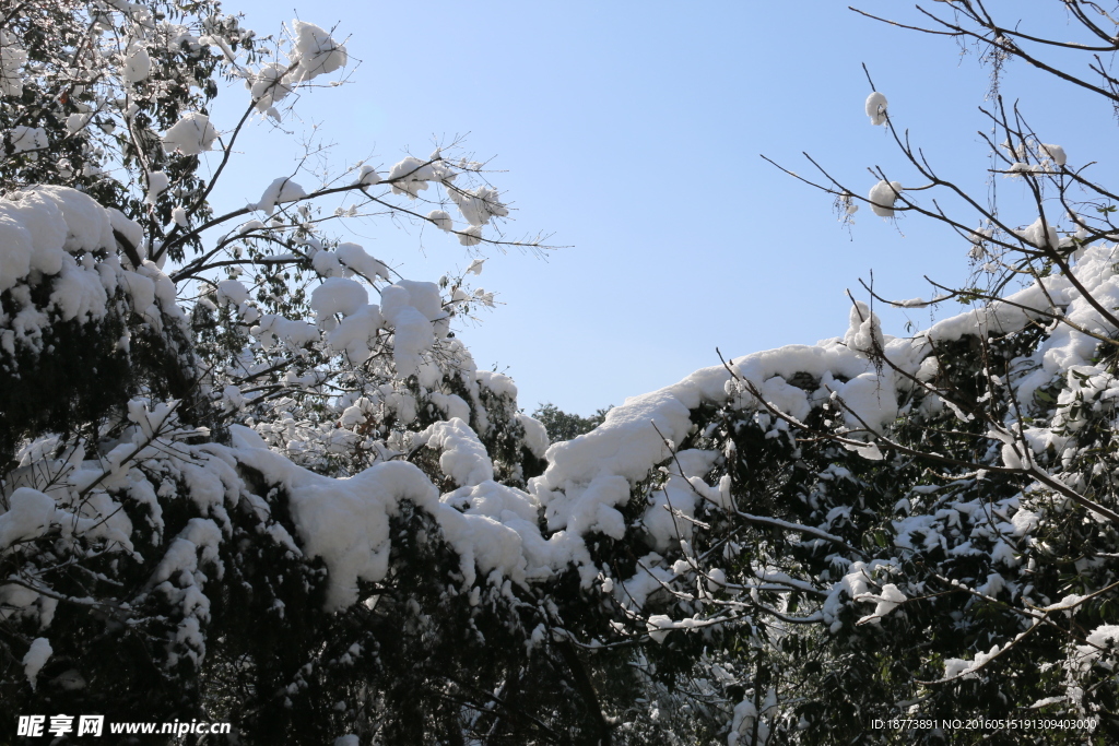 森林雪景