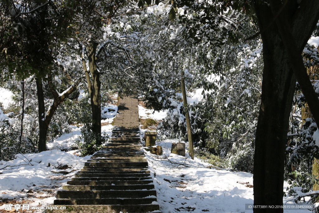 雪后的林间小路