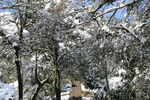 森林白雪