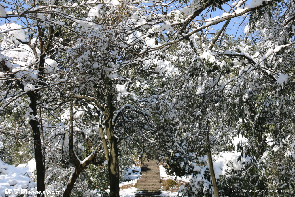 森林白雪