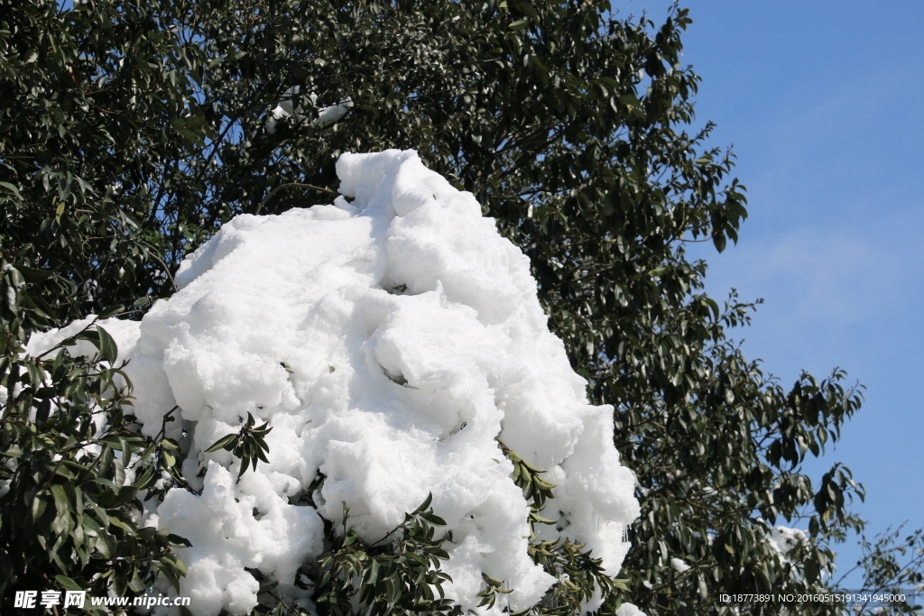 森林白雪