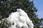 白雪