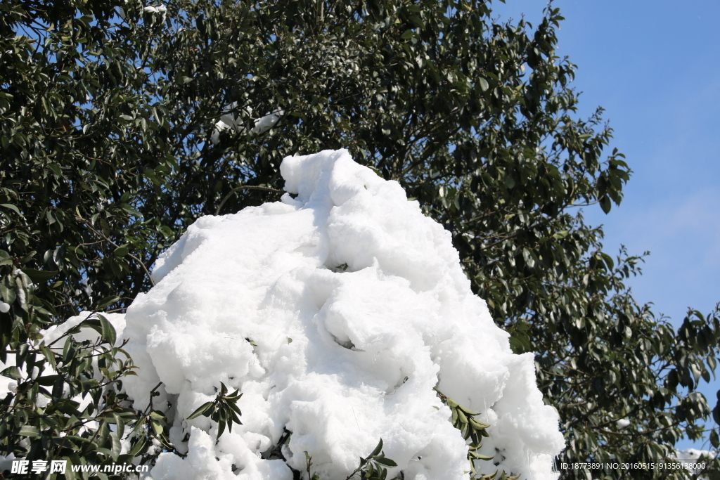 白雪