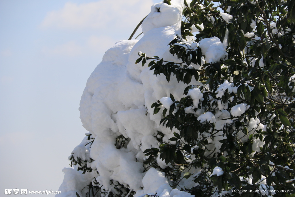 叶子与白雪