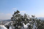 树上的雪