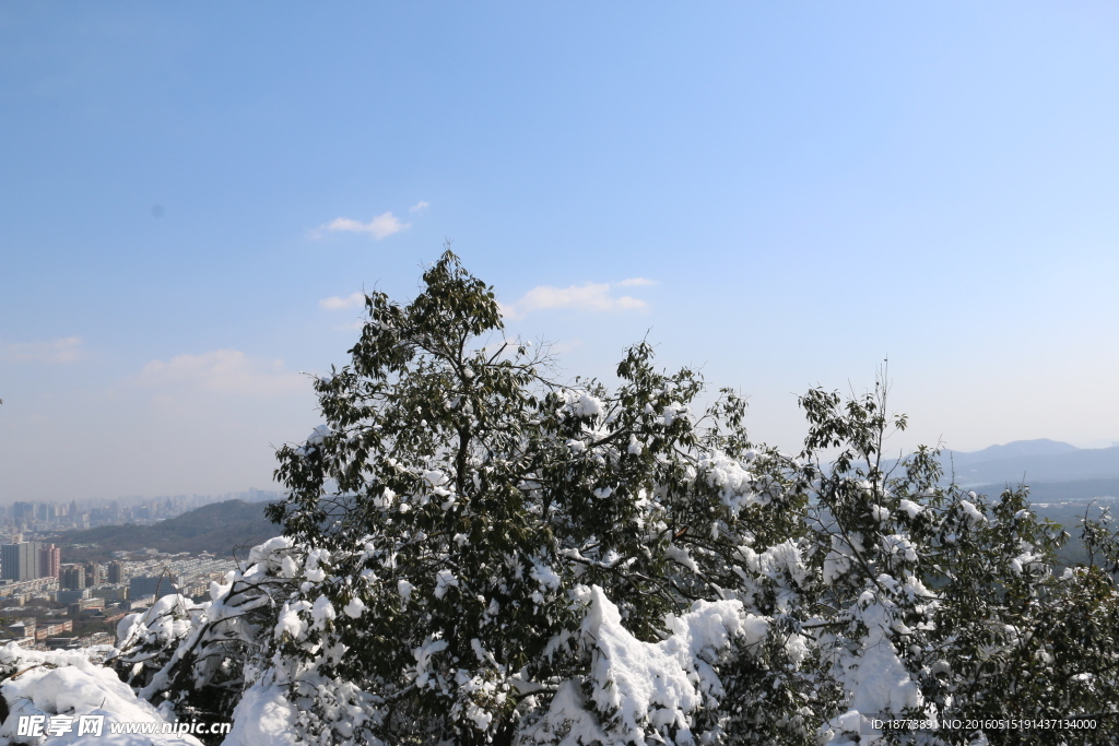 树上的雪