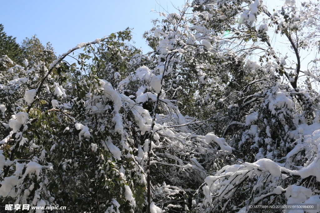 树枝上的雪