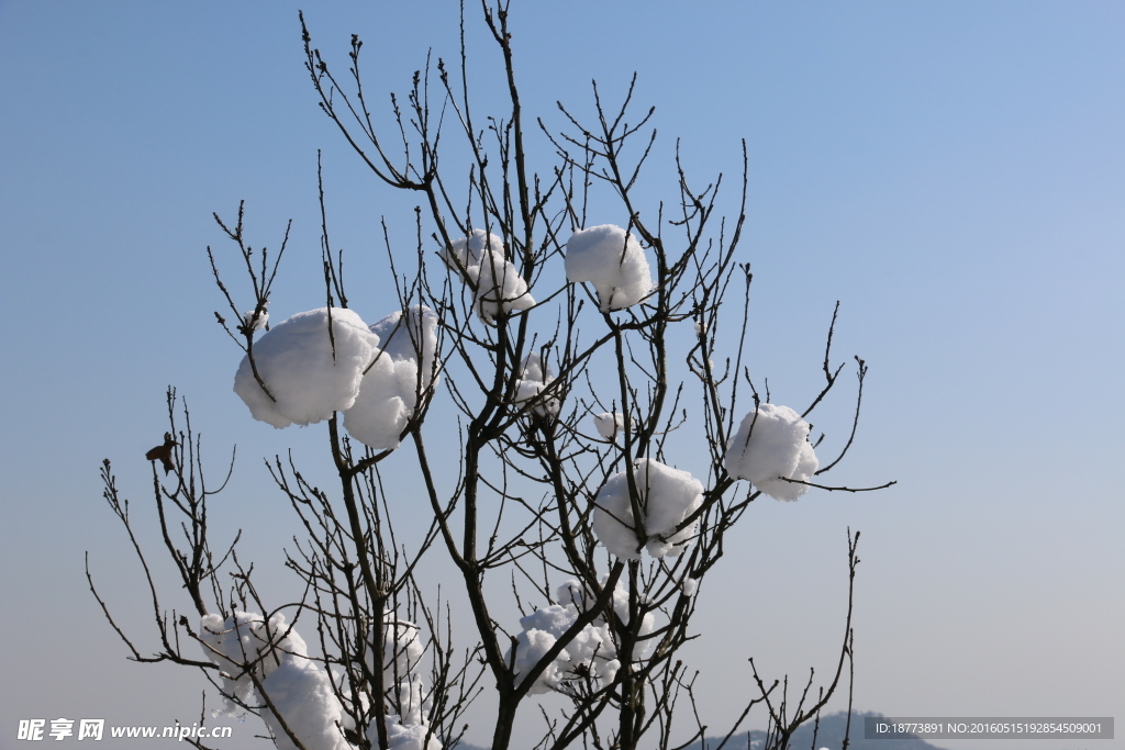 树枝上的雪