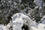 森林白雪
