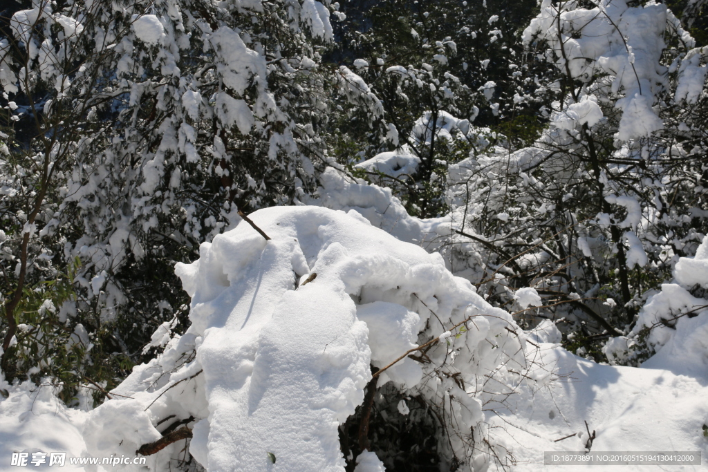 森林白雪