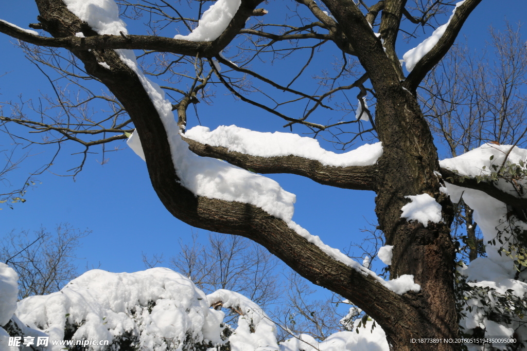 枝杆上的雪