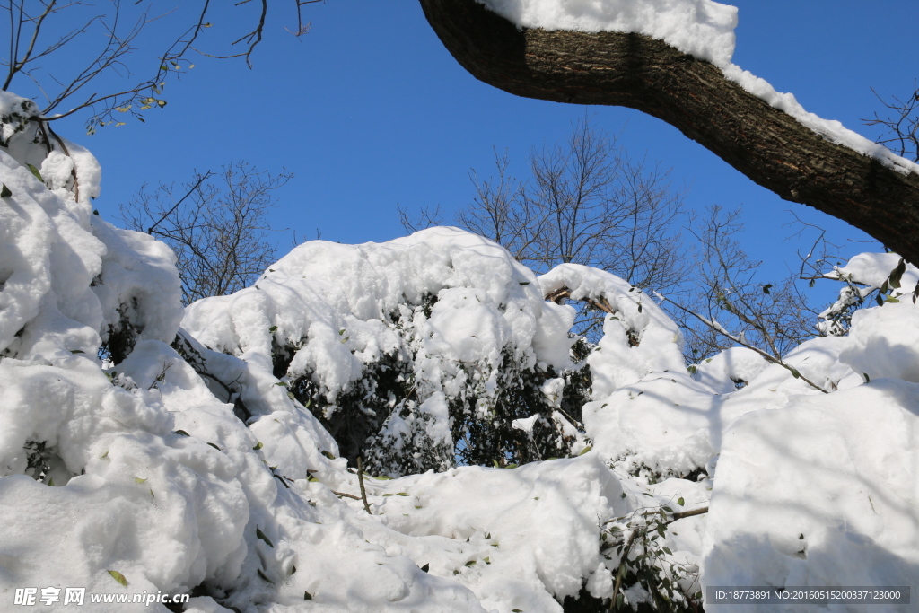 树枝上的雪