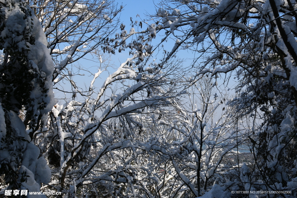 森林之雪